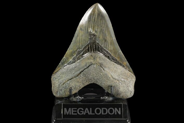 Glossy, Fossil Megalodon Tooth - South Carolina #126445